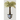 Ginger Jar Palm Tree II